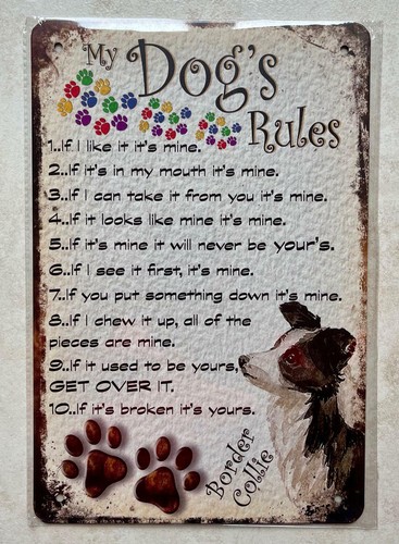 Dogs rules border collie - my,