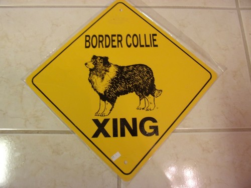 Border collie xing - border,