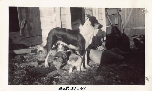 1941 collie dog puppy puppies - dog,